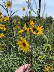 Helianthus verticillatus