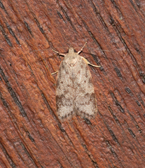 Oligoloba severa