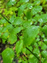 Thalictrum dasycarpum