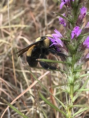 Bombus fraternus