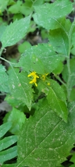Solidago albopilosa