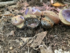 Cortinarius atkinsonianus
