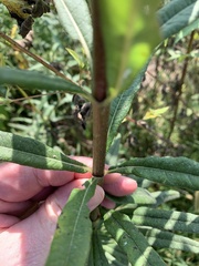 Helianthus verticillatus