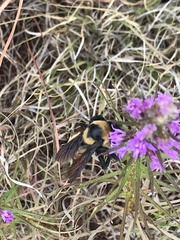Bombus fraternus