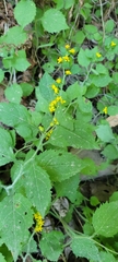 Solidago albopilosa