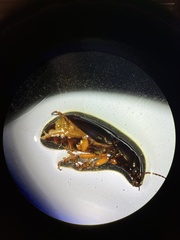 Harpalina