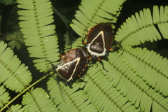Ramosiana insignis