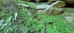 Solidago albopilosa