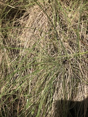 Poa morrisii