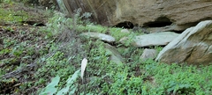 Solidago albopilosa