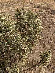 Baccharis sarothroides