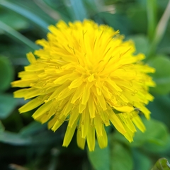 Taraxacum