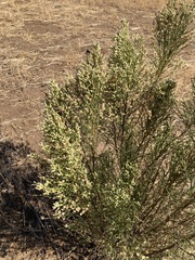 Baccharis sarothroides