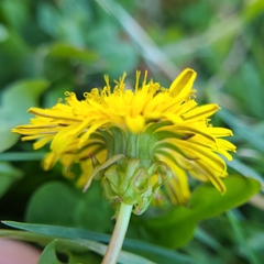 Taraxacum