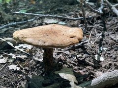 Polyporus radicatus