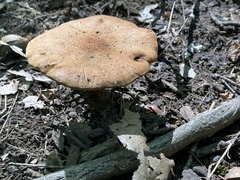 Polyporus radicatus