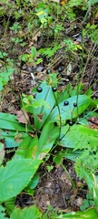 Clintonia umbellulata