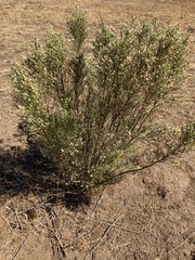 Baccharis sarothroides