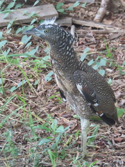 Gorsachius melanolophus
