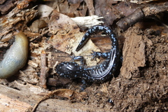 Ambystoma laterale