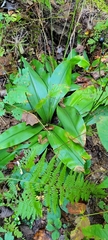 Clintonia umbellulata