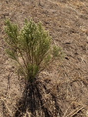 Baccharis sarothroides