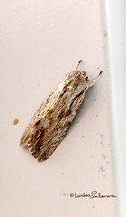 Spodoptera eridania