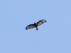 Buteo albonotatus