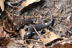 Ambystoma laterale