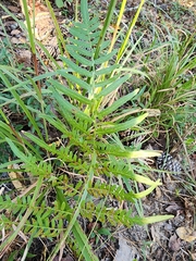 Pteridium latiusculum