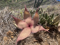Stapelia gigantea