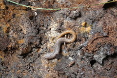 Hemidactylium scutatum