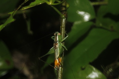 Conocephalus ictus