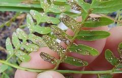 Pteridium latiusculum