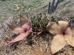 Stapelia gigantea