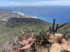 Stapelia gigantea