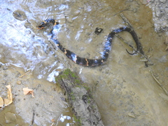 Nerodia fasciata confluens