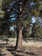 Juniperus occidentalis