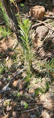Acacia decora