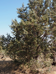 Juniperus occidentalis