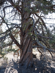 Juniperus occidentalis