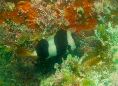 Pseudogoniistius nigripes