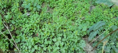 Solidago albopilosa