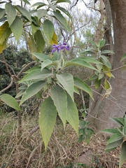 Solanum granulosoleprosum