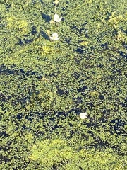 Egeria densa