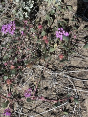Abronia umbellata