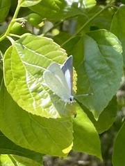 Eirmocides absimilis