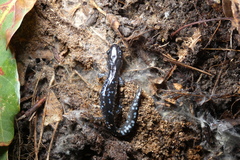 Ambystoma laterale