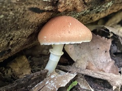 Leucoagaricus rubrotinctus