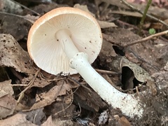 Leucoagaricus rubrotinctus
